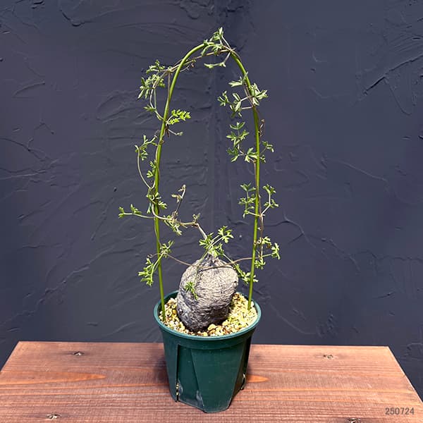 キフォステンマ:モンタグナッキー(黒) 4号鉢植え23‐01