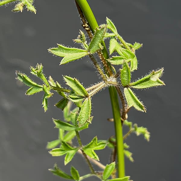 キフォステンマ:モンタグナッキー(黒) 4号鉢植え23‐01