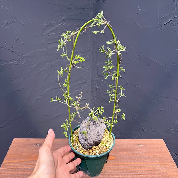 キフォステンマ:モンタグナッキー(黒) 4号鉢植え23‐01