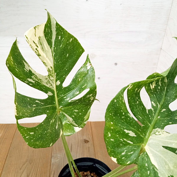 園芸ネット本店｜[ザ・ファームセレクト]モンステラ：タイコンステ