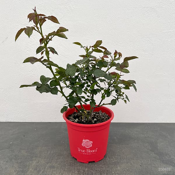 バラ:トゥルーブルーム・シンシアリティ6号鉢植え
