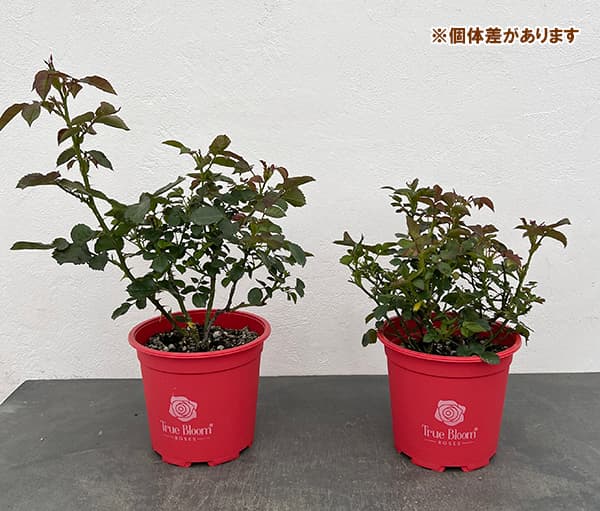 バラ:トゥルーブルーム・シンシアリティ6号鉢植え