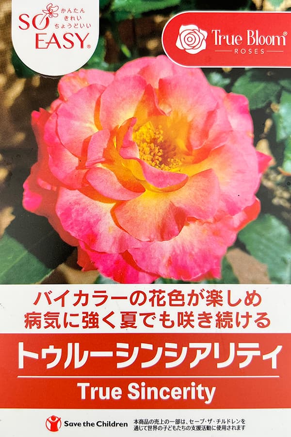 バラ:トゥルーブルーム・シンシアリティ6号鉢植え
