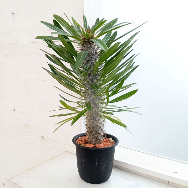 パキポディウム：ラメリー（大株）　6号鉢植え