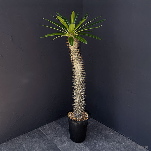 パキポディウム：ラメリー（大株）　6号鉢植え