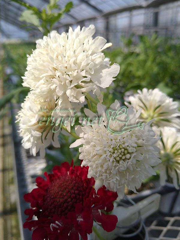 スカビオサ：スノーメイデン3号ポット