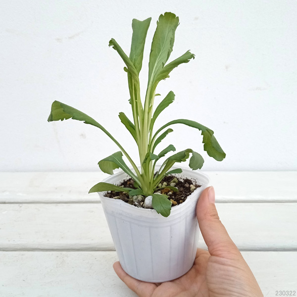 スカビオサ：スノーメイデン3号ポット