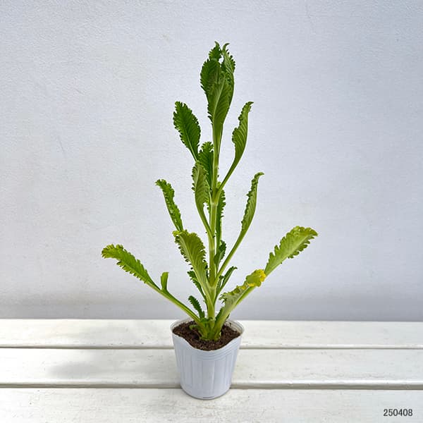 スカビオサ：スノーメイデン3号ポット