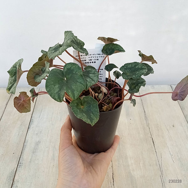 原種シクラメン ヘデリフォリウム 斑入り【苗】 原種シクラメン ヘデリフォリウム 斑入り【苗】 - メルカリ