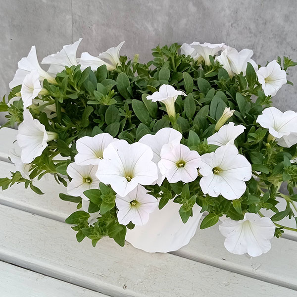 ランドスケープペチュニア:おゆきちゃん6号鉢