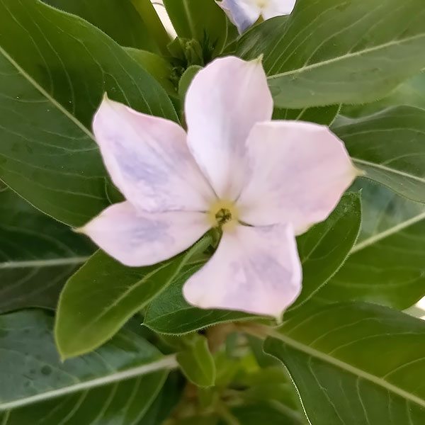 園芸ネット本店｜ニチニチソウ：爽夏（さわやか）3号ポット 2株セット