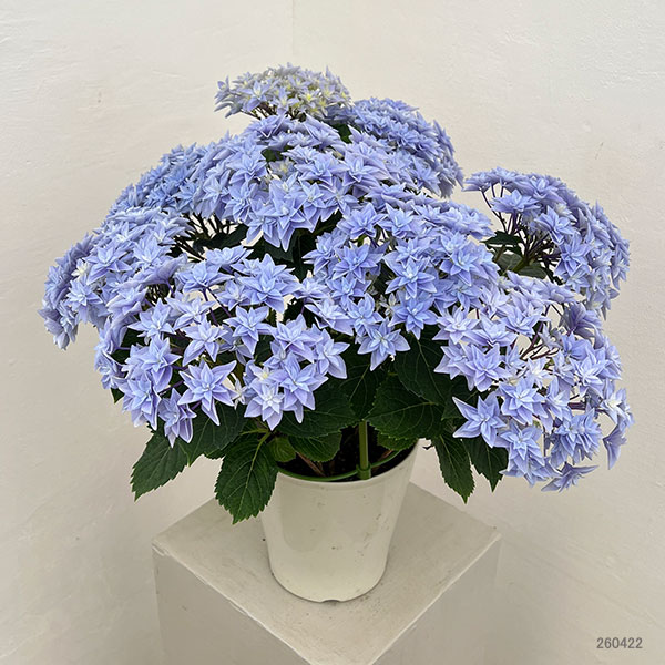 アジサイ：ダブルダッチ　エダム（ブルー） 5号鉢植え