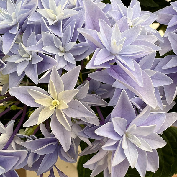 アジサイ：ダブルダッチ　エダム（ブルー） 5号鉢植え