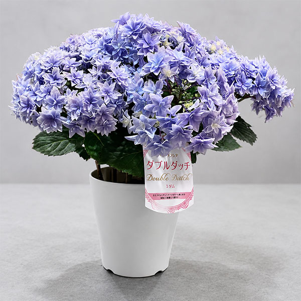 アジサイ：ダブルダッチ　エダム（ブルー） 5号鉢植え