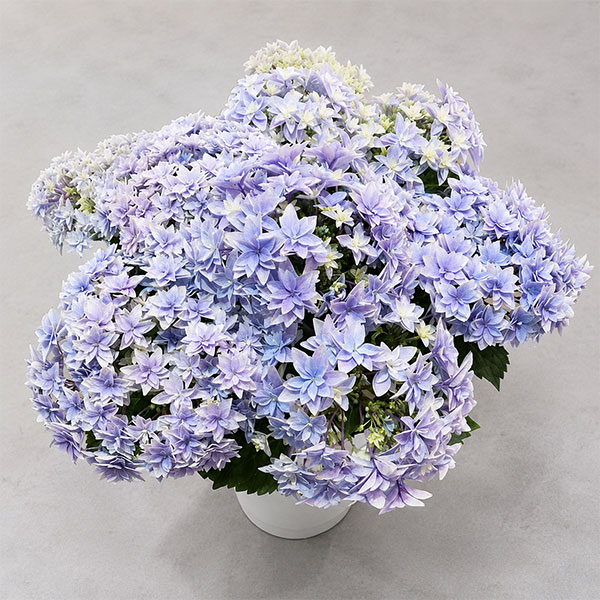 アジサイ：ダブルダッチ　エダム（ブルー） 5号鉢植え