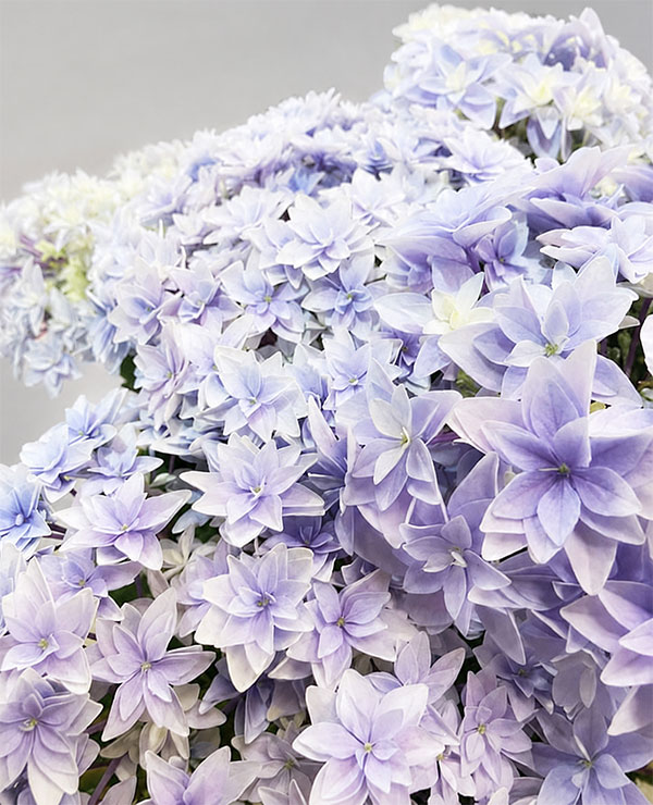 アジサイ：ダブルダッチ　エダム（ブルー） 5号鉢植え