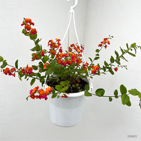 コリゼマ・コルダータム5号鉢植え