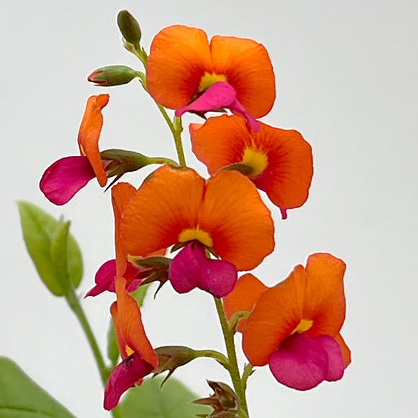 コリゼマ・コルダータム5号鉢植え