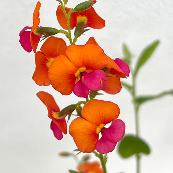 コリゼマ・コルダータム5号鉢植え