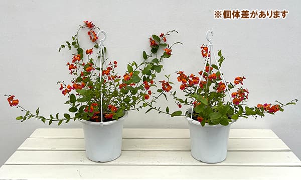 コリゼマ・コルダータム5号鉢植え