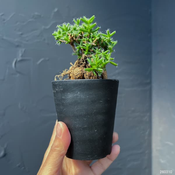 トリコディアデマ：ステラツム　宙来宝　3号鉢植え