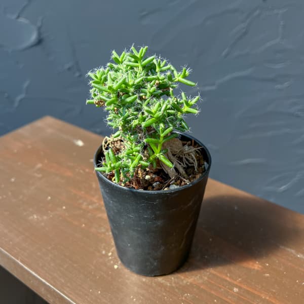 トリコディアデマ：ステラツム　宙来宝　3号鉢植え