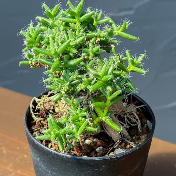 トリコディアデマ：ステラツム　宙来宝　3号鉢植え