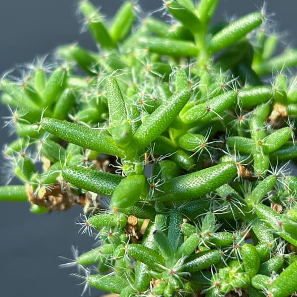 トリコディアデマ：ステラツム　宙来宝　3号鉢植え