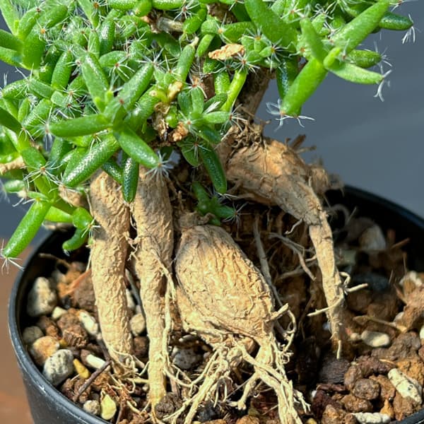 トリコディアデマ：ステラツム　宙来宝　3号鉢植え