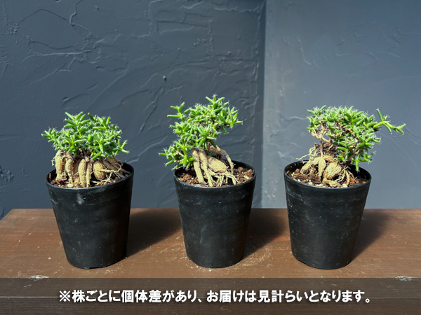 トリコディアデマ：ステラツム　宙来宝　3号鉢植え