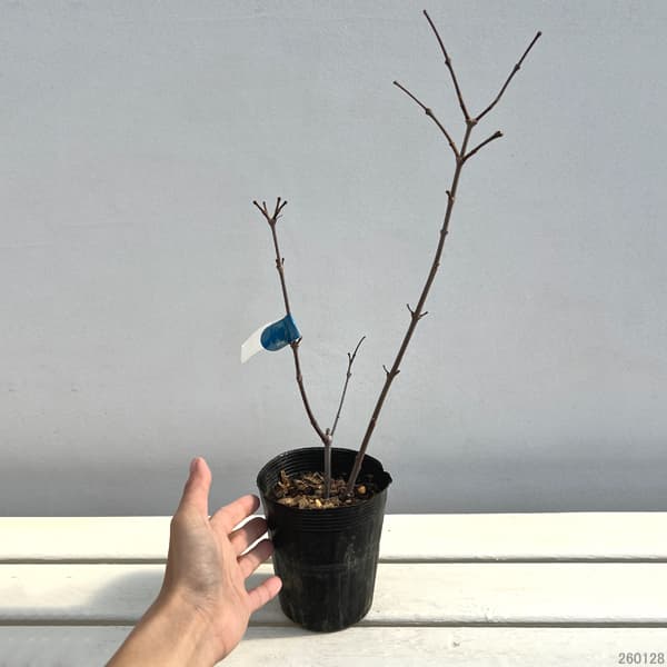 ニオイロウバイ：アテネ3.5号ポット