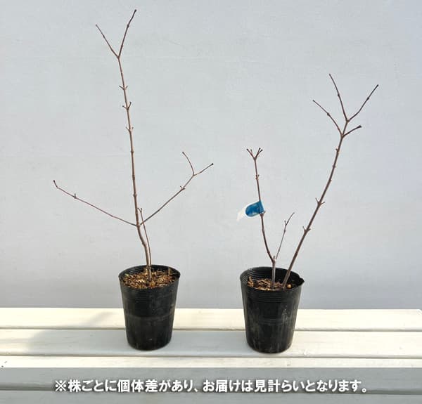 ニオイロウバイ：アテネ3.5号ポット