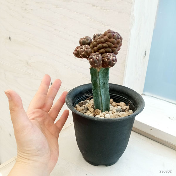 サボテン　連山錦　国内繁殖　接木苗 サボテン 連山錦 国内繁殖 接木 オークション