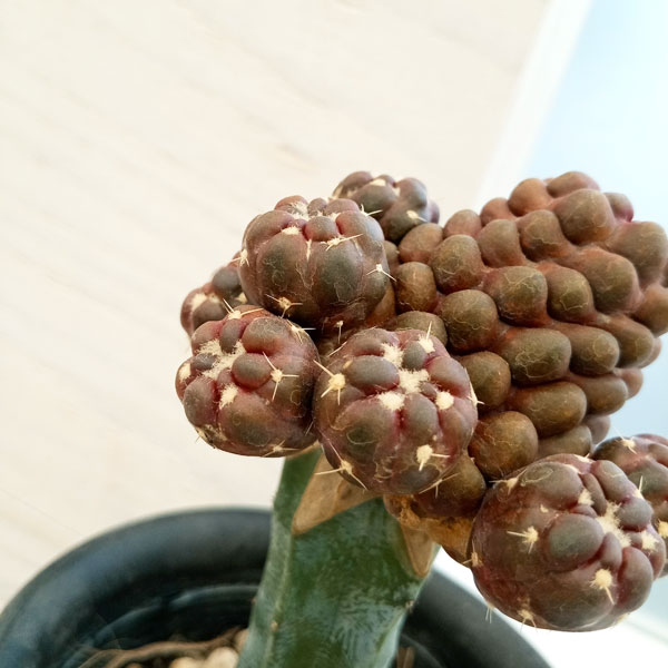 サボテン錦接ぎ木 園芸ネット本店｜サボテン：ナピナ錦（接木仕立て） 3.5号 の通販【公式】