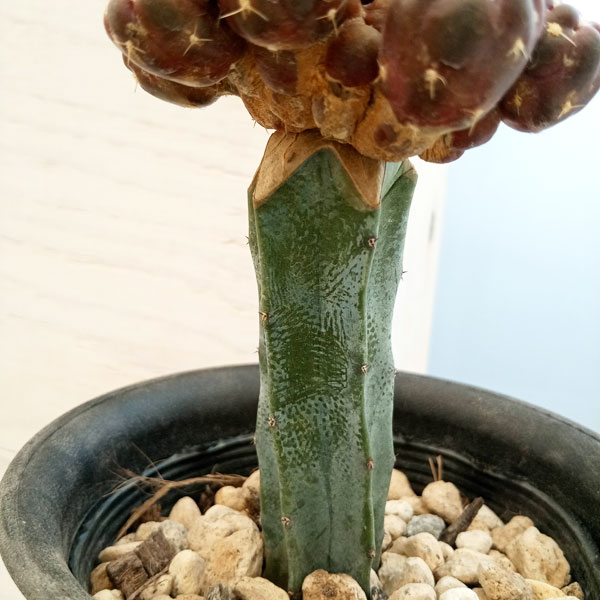 園芸ネット本店｜サボテン：ナピナ錦（接木仕立て） 3.5号 の通販【公式】