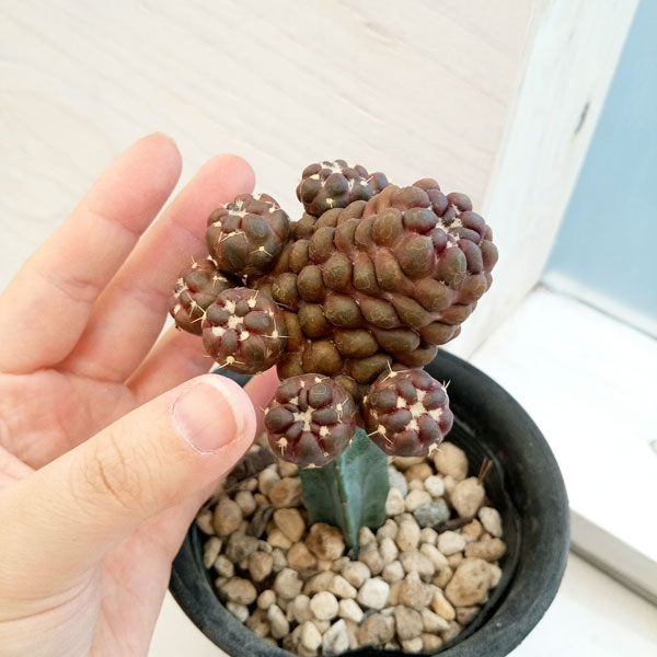 園芸ネット本店｜サボテン：ナピナ錦（接木仕立て） 3.5号 の通販【公式】