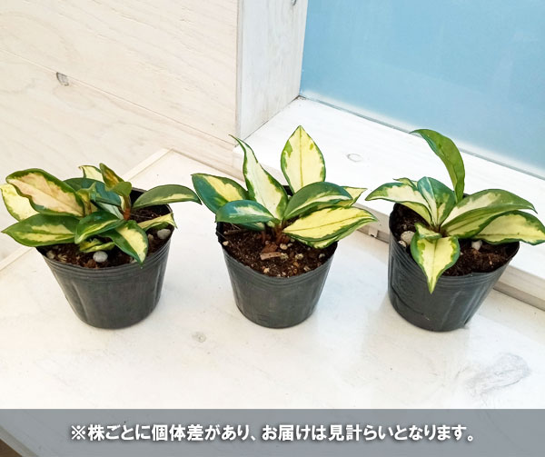 みのむし】ホヤ アルゲンティアプリンセス【タグ鉢付メルカリ便