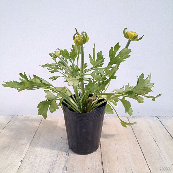 ラナンキュラス：ワンダーランドiQ：グリーン3.5号ポット