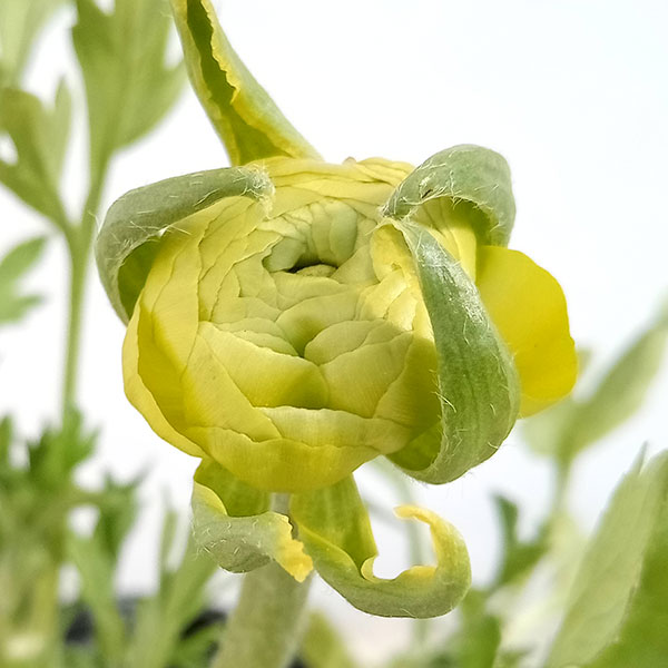 ラナンキュラス：ワンダーランドiQ：グリーン3.5号ポット