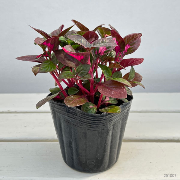 アルテルナンセラ:ルビノイデス3号ポット