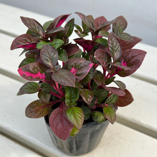 アルテルナンセラ:ルビノイデス3号ポット