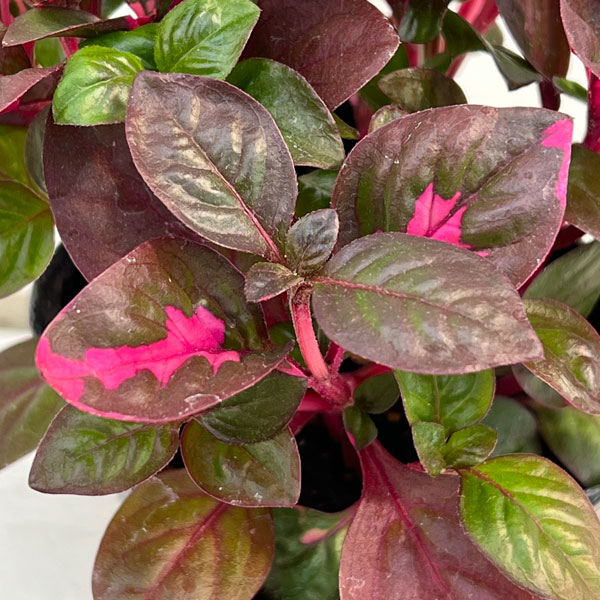 アルテルナンセラ:ルビノイデス3号ポット