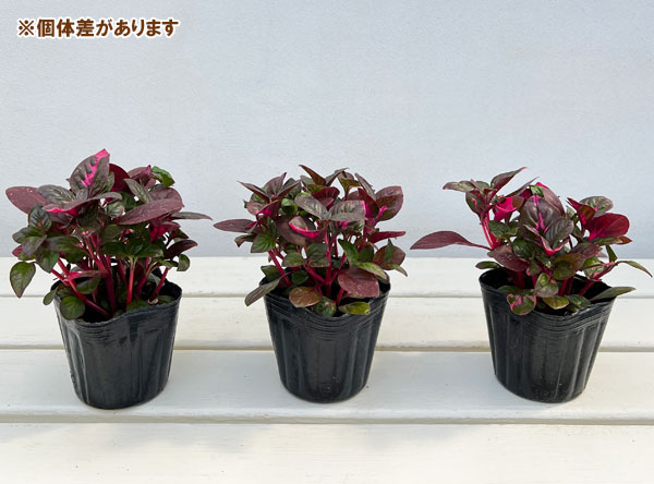 アルテルナンセラ:ルビノイデス3号ポット