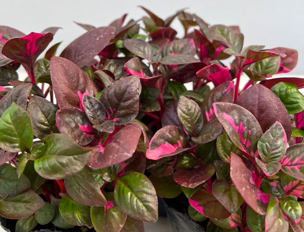 アルテルナンセラ:ルビノイデス3号ポット