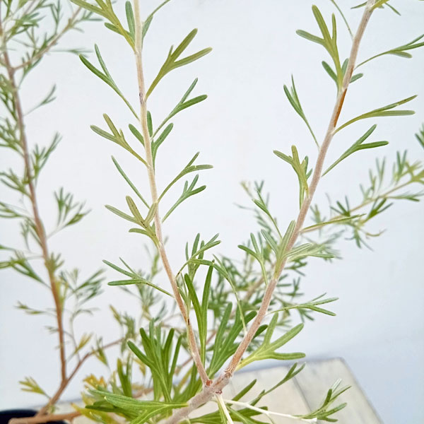 グレビレア：レモンシュプリーム6号鉢植え