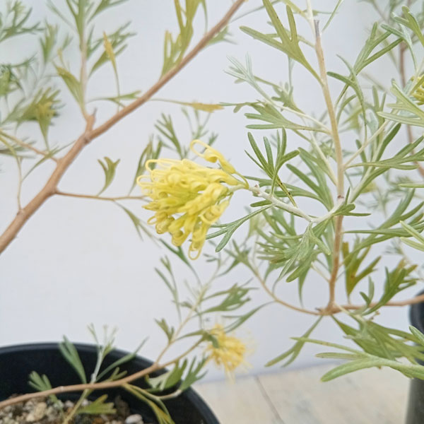 グレビレア：レモンシュプリーム6号鉢植え