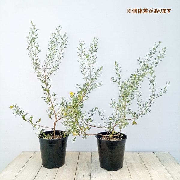 グレビレア：レモンシュプリーム6号鉢植え