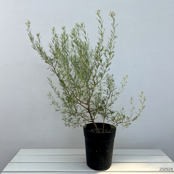 グレビレア:レモンシュプリーム6号鉢植え