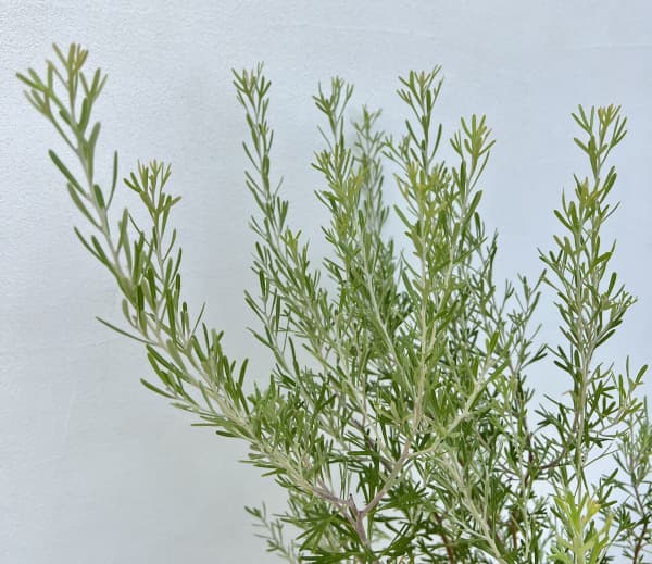 グレビレア:レモンシュプリーム6号鉢植え