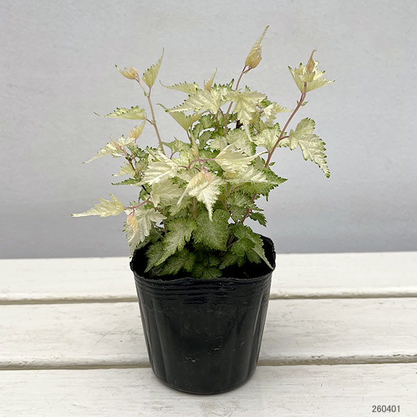 ウツギ：コゴメウツギ3号ポット